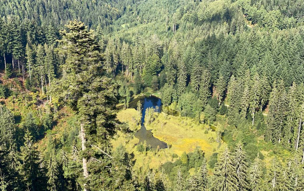 Vom Kniebis-Ausflug bis zum Europa-Park: Wenn die Neugier raus will - Natur- & Sporthotel Zuflucht