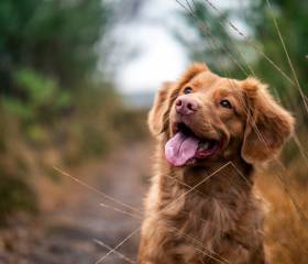 Unser Hundehotel im Schwarzwald: Wohlfühlen auf vier Pfoten - Natur- & Sporthotel Zuflucht